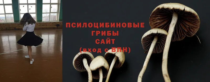 купить закладку  Курчатов  Галлюциногенные грибы MAGIC MUSHROOMS 